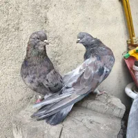 کفتر کله دار و سرور|پرنده|کبودرآهنگ, |دیوار