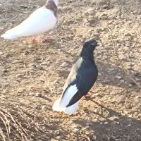 کبوتر دم سفید