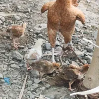 مرغ  و جوجه