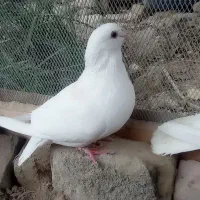 کبوتر|پرنده|سراوان, |دیوار