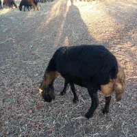 گوسفند شیشک چاق|حیوانات مزرعه|بناب, |دیوار