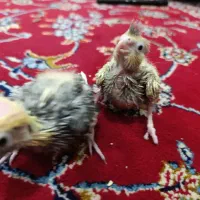 عروس هلندی مولدبا جوجه