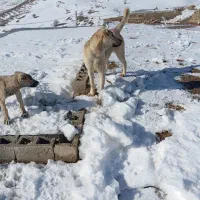 توله  پژدر 7ماه