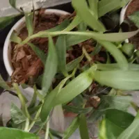 گل بو فروشتن|گل و گیاه طبیعی|بوکان, |دیوار