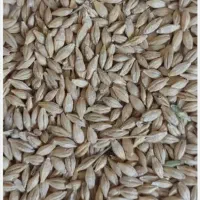 جو دولتی|عمده‌فروشی|فسا, |دیوار