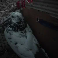 کبوتر|پرنده|اهواز, پردیس|دیوار