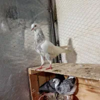 3عدد کبوتر پرشی 3 تا شب گرفتی  دورگ بازم