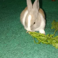 خرگوش لپی|موش و خرگوش|بجنورد, |دیوار