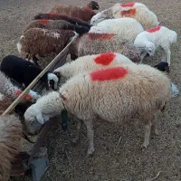 میش زاییده  داشتی درجه یک|حیوانات مزرعه|کاشمر, |دیوار