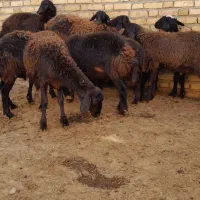 ادرس اطراف قیدار