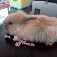 خرگوش لوپ|موش و خرگوش|بیرجند, |دیوار