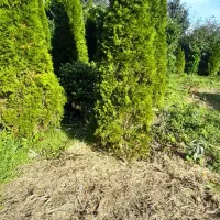 گل و گیاه|گل و گیاه طبیعی|کومله, |دیوار