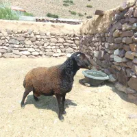یه عدد نر