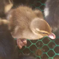 جوجه اردک روسی