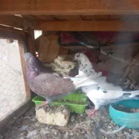 کفتر  پرشی   بالا  ۷ ساعت
