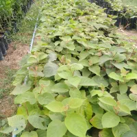 نهال کیوی|خدمات باغبانی و درختکاری|شیرود, |دیوار