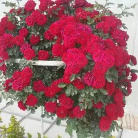 خدمات باغبانی هرس سم پاشی|خدمات باغبانی و درختکاری|کرج, فاز ۱ مهرشهر|دیوار