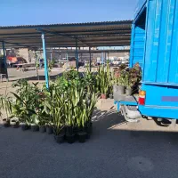 حراج انواع گلهای آپارتمانی جمعه بازار