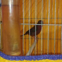 قناری سرخ سوخته