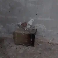 کفتر پشت سرور زرد وخوشرنگ سیاه  ماده|پرنده|شیراز, دودمان|دیوار