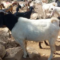 فروش انواع دام داشتی وکشتی