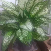 تعویض گل آپارتمانی با پرنده خونگی یا ماهی اکواریمی|گل و گیاه طبیعی|کهریزک, |دیوار