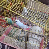 مرغ عشق