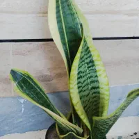 گیاه کرواتی ابلغ وگلد فیلم|گل و گیاه طبیعی|اهواز, شریعتی جنوبی|دیوار