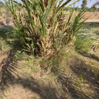 جنگ پاجوش|گل و گیاه طبیعی|ریگان, |دیوار