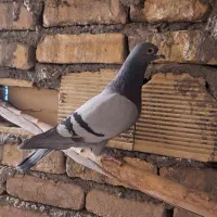 کفتر پلاکی کبوتر مسافتی