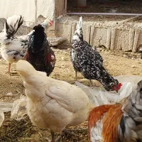 مرغ محلی نژاد دار