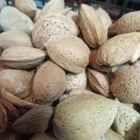 بادام تلخ با پوست