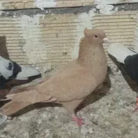 دوتا نر شرط دور