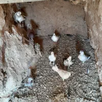 کفتر پرشی ضمانت