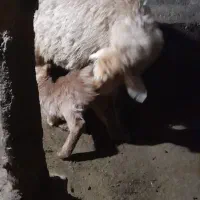 ۲عدد گوسفند بره دار دامازدغ|حیوانات مزرعه|مرادلو, |دیوار