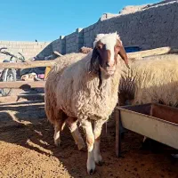 میش‌سنجابی‌جوان|حیوانات مزرعه|کرمانشاه, |دیوار