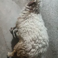 بره ماده|حیوانات مزرعه|اهواز, دغاغله|دیوار