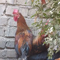 مرغ و خروس فروشی