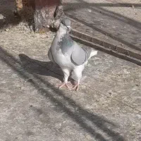 کبوتررنگی|پرنده|تاکستان, |دیوار