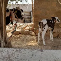 گاووگوساله|حیوانات مزرعه|اندیکا, |دیوار