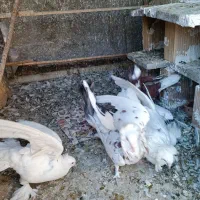 کفتر هلندی|پرنده|قم, نخودی|دیوار