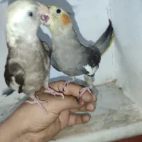 عروس هلندی|پرنده|قم, علی آباد سعدگان|دیوار