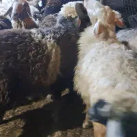 گوسفند|حیوانات مزرعه|باوی, |دیوار