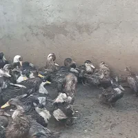 اردک محلی آماده ی کشتار