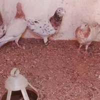 درود خدمت عشق بازان عزیز