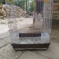قفس پرنده
