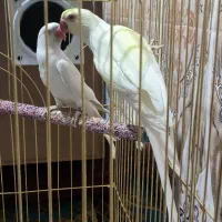 فروش جفت مولد ملنگو درشت و کشیده