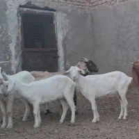 ۳عدد بز سانن ۱عدد بز مورسیاه