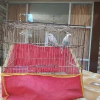 مرغ عشق|پرنده|اصفهان, عسگریه|دیوار