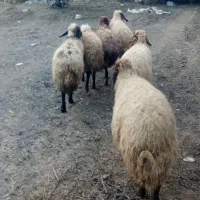 گوسفند ماده 3شکم